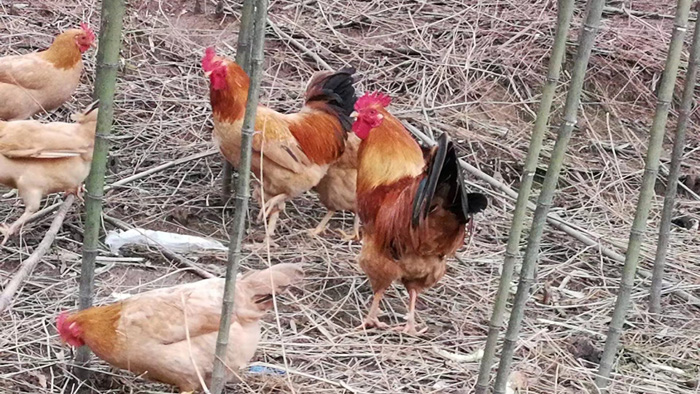 Ʒչʾ