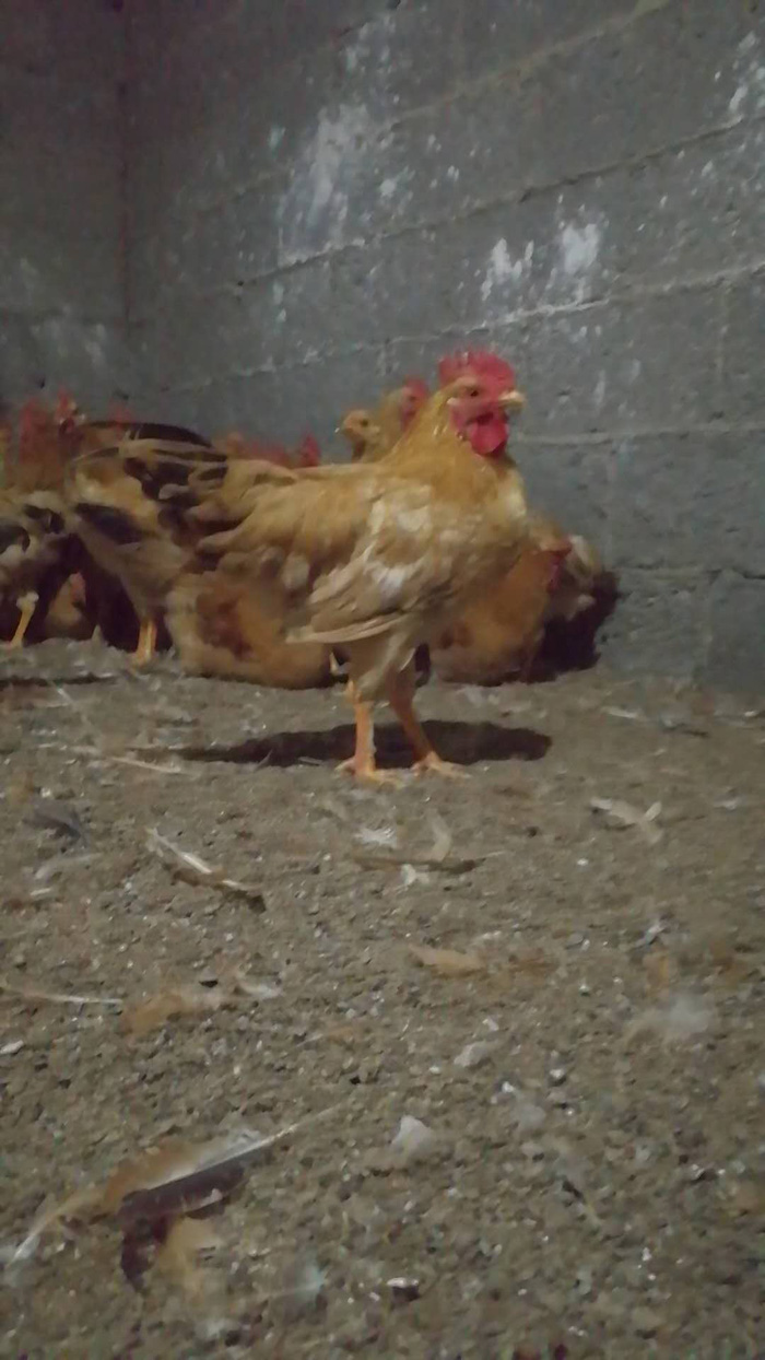Ʒչʾ