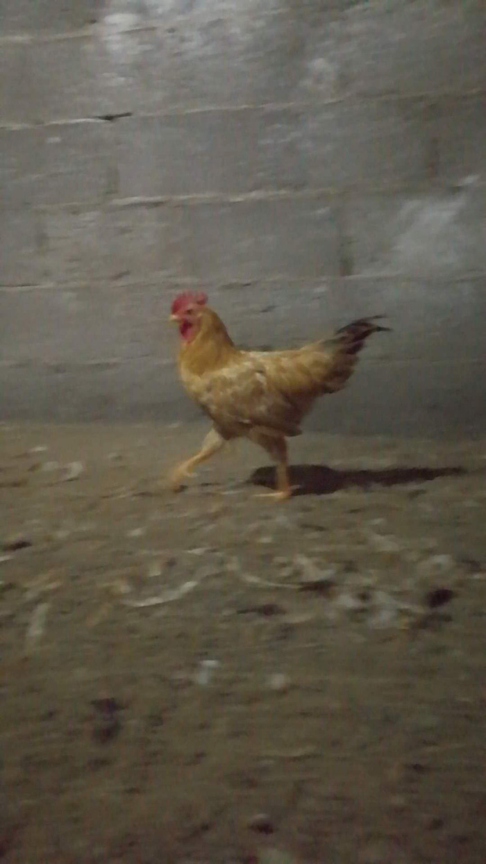 Ʒչʾ
