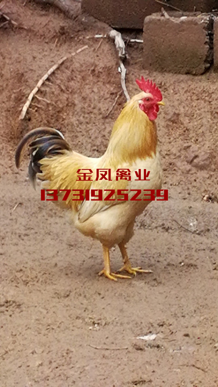 Ʒչʾ