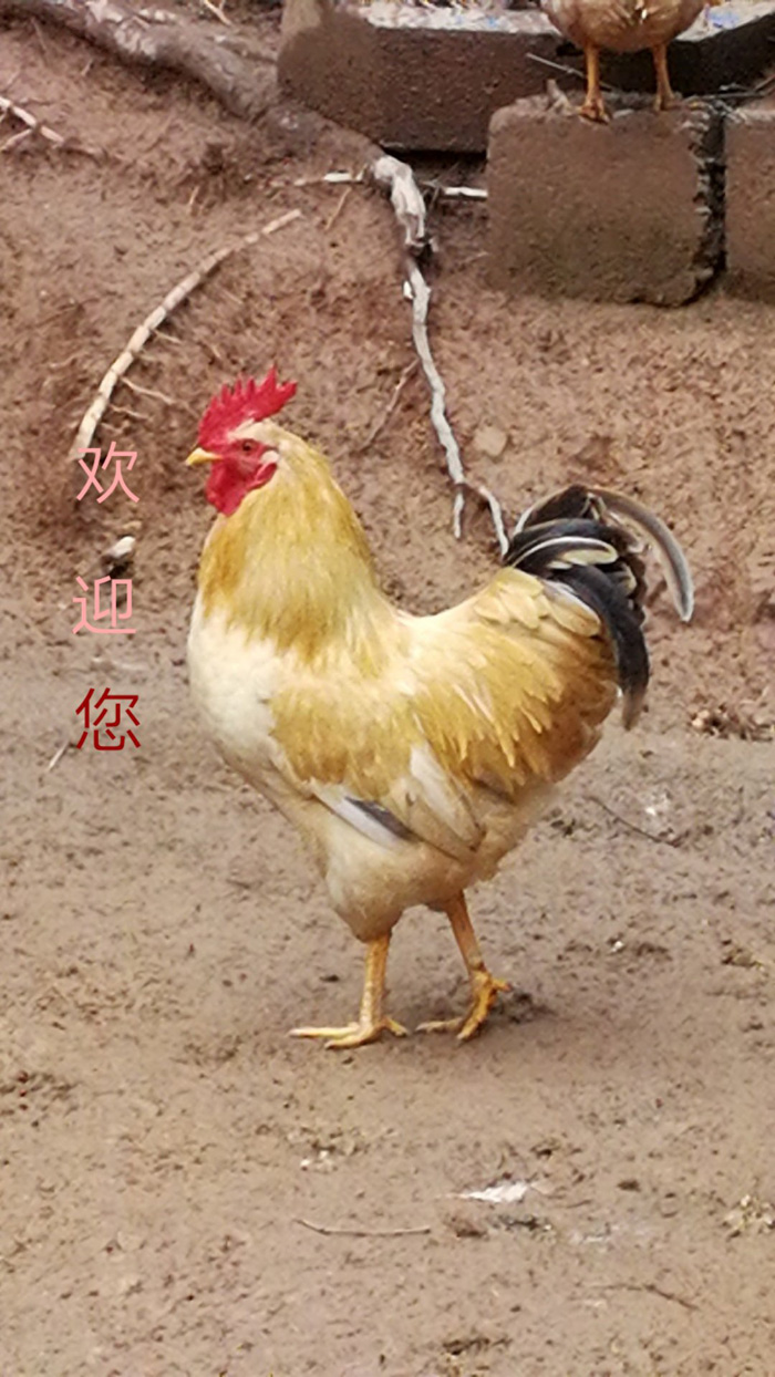 Ʒչʾ