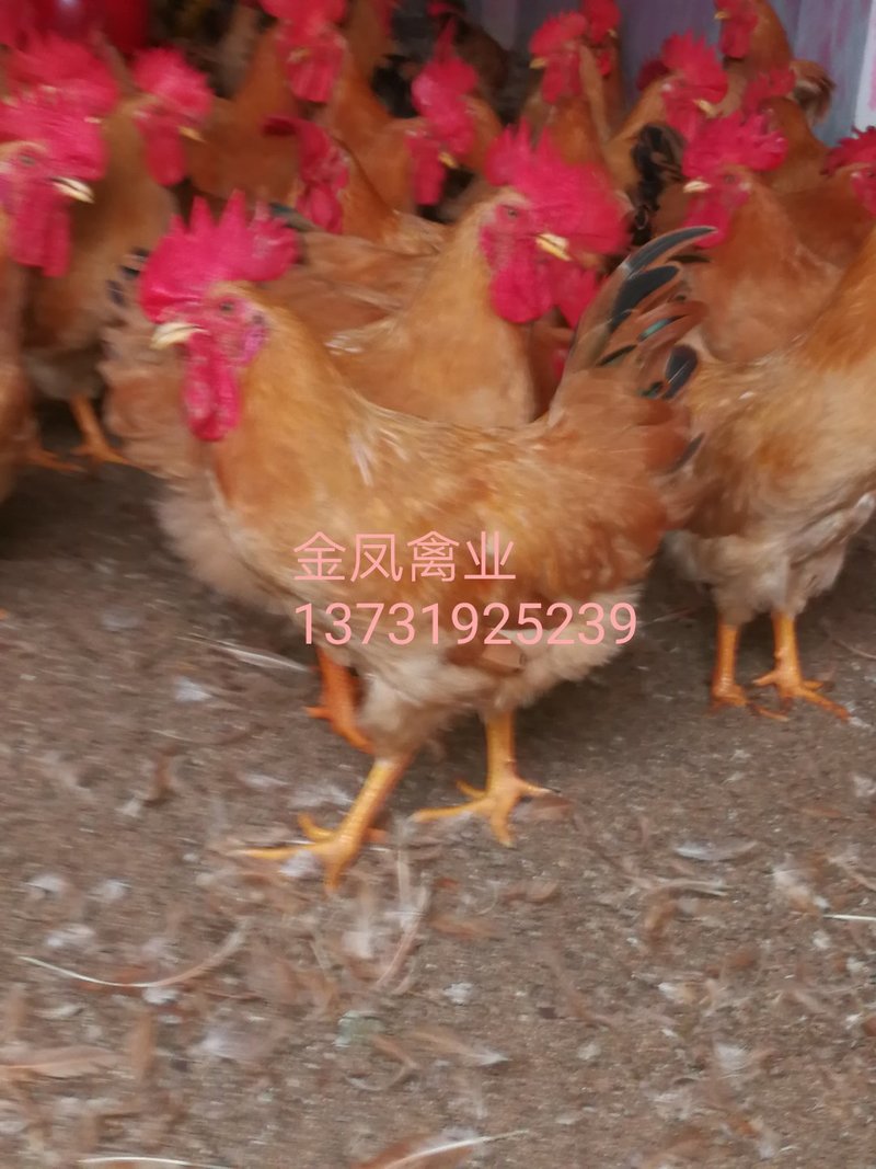 Ʒչʾ