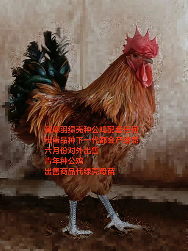 公鸡